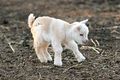 Baby-cute-goat.jpg